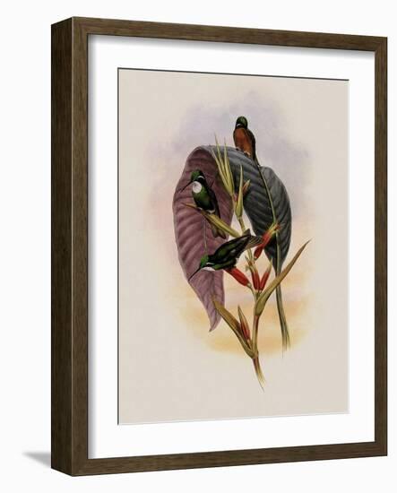 Grey-Tailed Hummingbird, Oreopyra Cinereicauda-John Gould-Framed Giclee Print