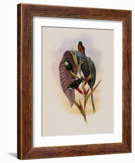 Grey-Tailed Hummingbird, Oreopyra Cinereicauda-John Gould-Framed Giclee Print