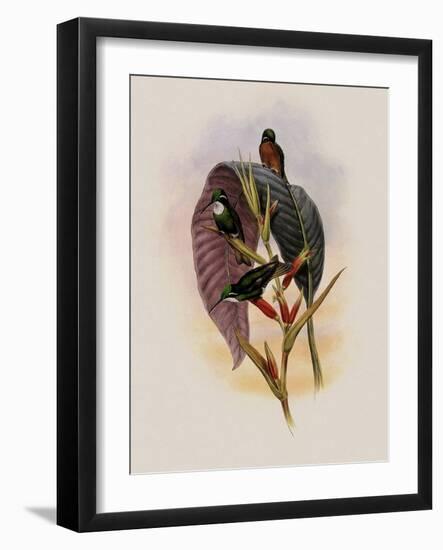 Grey-Tailed Hummingbird, Oreopyra Cinereicauda-John Gould-Framed Giclee Print