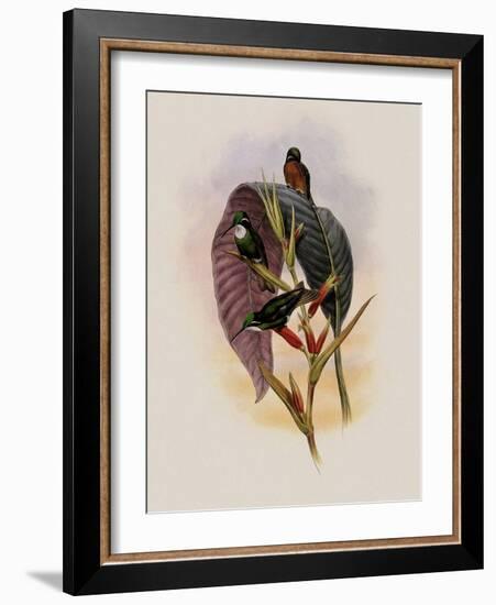 Grey-Tailed Hummingbird, Oreopyra Cinereicauda-John Gould-Framed Giclee Print