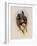 Grey-Tailed Hummingbird, Oreopyra Cinereicauda-John Gould-Framed Giclee Print