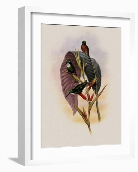 Grey-Tailed Hummingbird, Oreopyra Cinereicauda-John Gould-Framed Giclee Print