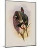 Grey-Tailed Hummingbird, Oreopyra Cinereicauda-John Gould-Mounted Giclee Print