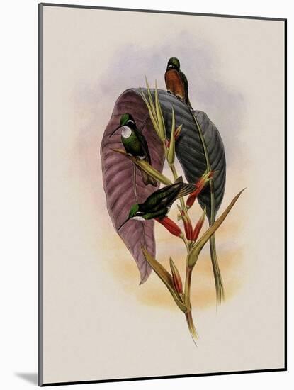 Grey-Tailed Hummingbird, Oreopyra Cinereicauda-John Gould-Mounted Giclee Print