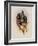 Grey-Tailed Hummingbird, Oreopyra Cinereicauda-John Gould-Framed Giclee Print