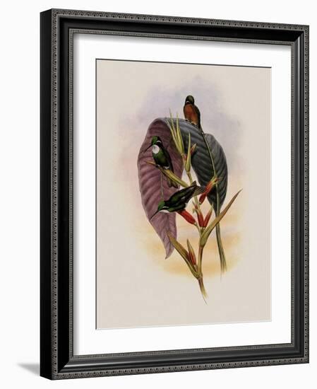 Grey-Tailed Hummingbird, Oreopyra Cinereicauda-John Gould-Framed Giclee Print