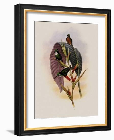 Grey-Tailed Hummingbird, Oreopyra Cinereicauda-John Gould-Framed Giclee Print