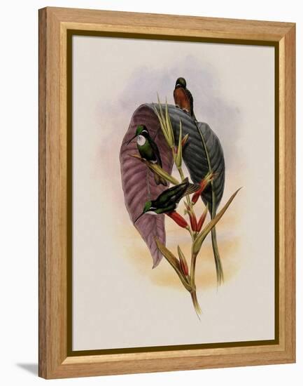 Grey-Tailed Hummingbird, Oreopyra Cinereicauda-John Gould-Framed Premier Image Canvas