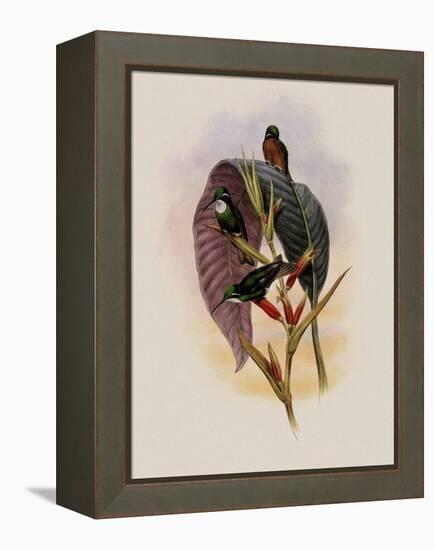 Grey-Tailed Hummingbird, Oreopyra Cinereicauda-John Gould-Framed Premier Image Canvas