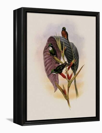 Grey-Tailed Hummingbird, Oreopyra Cinereicauda-John Gould-Framed Premier Image Canvas