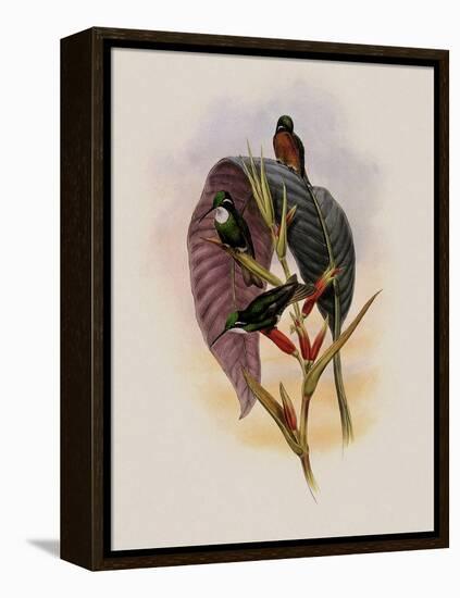 Grey-Tailed Hummingbird, Oreopyra Cinereicauda-John Gould-Framed Premier Image Canvas