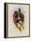 Grey-Tailed Hummingbird, Oreopyra Cinereicauda-John Gould-Framed Premier Image Canvas