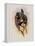 Grey-Tailed Hummingbird, Oreopyra Cinereicauda-John Gould-Framed Premier Image Canvas