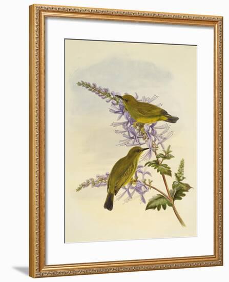 Grey-Throated White-Eye (Zosterops Rendovae)-null-Framed Giclee Print