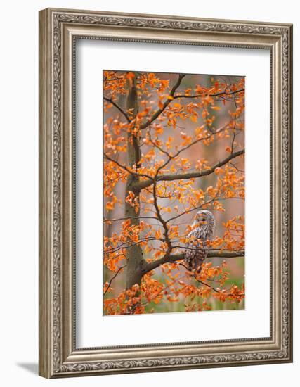 Grey Ural Owl, Strix Uralensis, Sitting on Tree Branch, at Orange Leaves Oak Autumn Forest, Bird In-Ondrej Prosicky-Framed Photographic Print