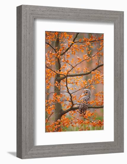 Grey Ural Owl, Strix Uralensis, Sitting on Tree Branch, at Orange Leaves Oak Autumn Forest, Bird In-Ondrej Prosicky-Framed Photographic Print