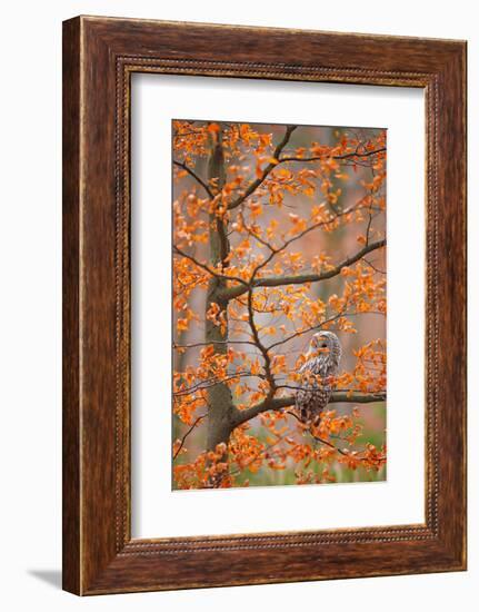 Grey Ural Owl, Strix Uralensis, Sitting on Tree Branch, at Orange Leaves Oak Autumn Forest, Bird In-Ondrej Prosicky-Framed Photographic Print