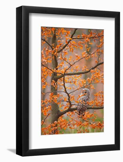 Grey Ural Owl, Strix Uralensis, Sitting on Tree Branch, at Orange Leaves Oak Autumn Forest, Bird In-Ondrej Prosicky-Framed Photographic Print