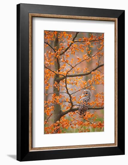 Grey Ural Owl, Strix Uralensis, Sitting on Tree Branch, at Orange Leaves Oak Autumn Forest, Bird In-Ondrej Prosicky-Framed Photographic Print