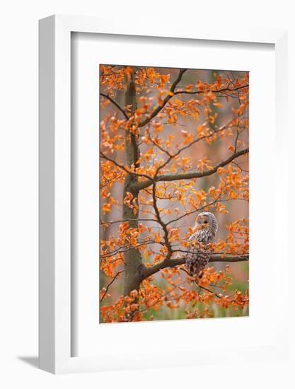 Grey Ural Owl, Strix Uralensis, Sitting on Tree Branch, at Orange Leaves Oak Autumn Forest, Bird In-Ondrej Prosicky-Framed Photographic Print