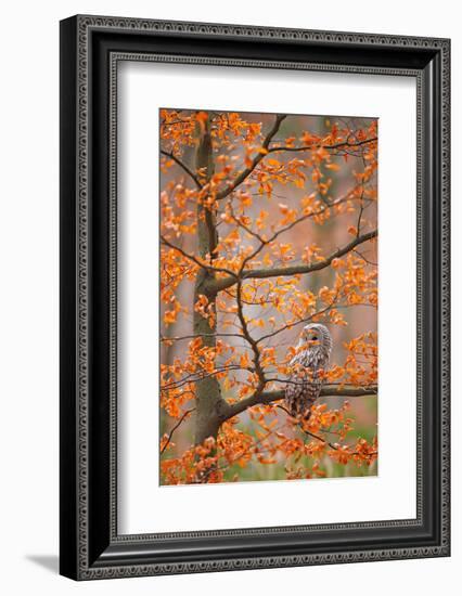 Grey Ural Owl, Strix Uralensis, Sitting on Tree Branch, at Orange Leaves Oak Autumn Forest, Bird In-Ondrej Prosicky-Framed Photographic Print