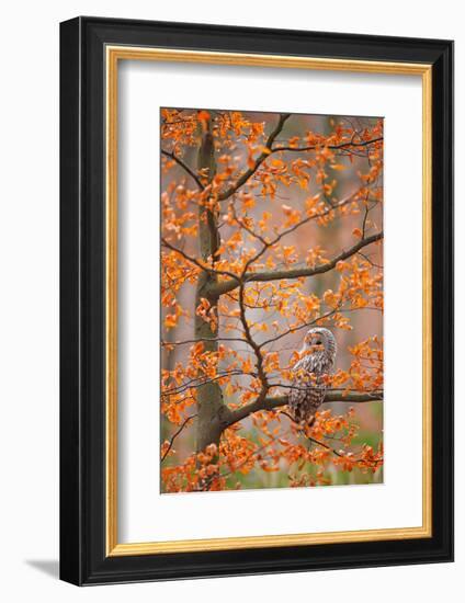 Grey Ural Owl, Strix Uralensis, Sitting on Tree Branch, at Orange Leaves Oak Autumn Forest, Bird In-Ondrej Prosicky-Framed Photographic Print