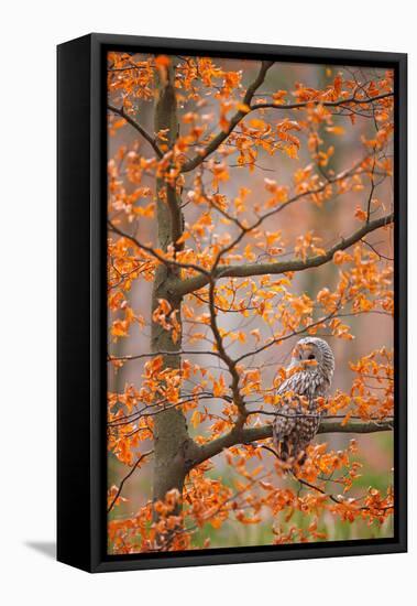 Grey Ural Owl, Strix Uralensis, Sitting on Tree Branch, at Orange Leaves Oak Autumn Forest, Bird In-Ondrej Prosicky-Framed Premier Image Canvas