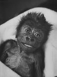 Newborn Gorilla Born in an Ohio Zoo Posing for a Picture-Grey Villet-Photographic Print