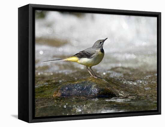 Grey Wagtail Female on Rock in Fast Flowing Upland Stream, Upper Teesdale, Co Durham, England, UK-Andy Sands-Framed Premier Image Canvas