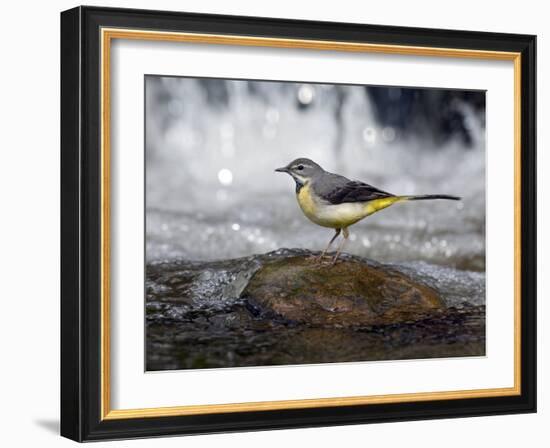 Grey Wagtail Female on Rock in Fast Flowing Upland Stream, Upper Teesdale, Co Durham, England, UK-Andy Sands-Framed Photographic Print