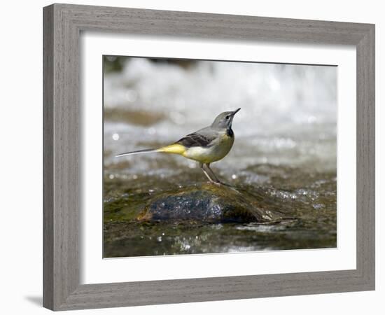 Grey Wagtail Female on Rock in Fast Flowing Upland Stream, Upper Teesdale, Co Durham, England, UK-Andy Sands-Framed Photographic Print