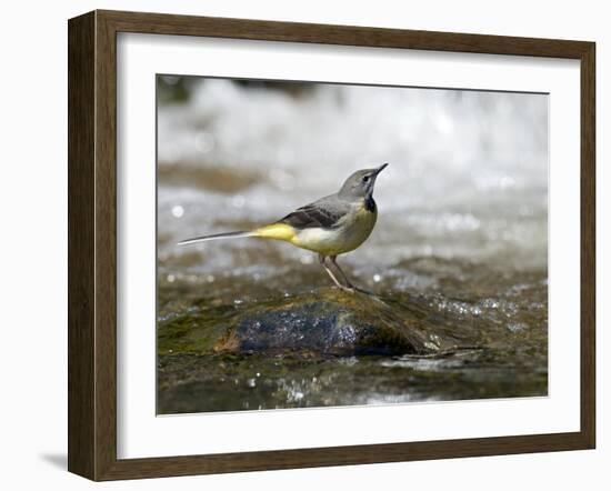 Grey Wagtail Female on Rock in Fast Flowing Upland Stream, Upper Teesdale, Co Durham, England, UK-Andy Sands-Framed Photographic Print