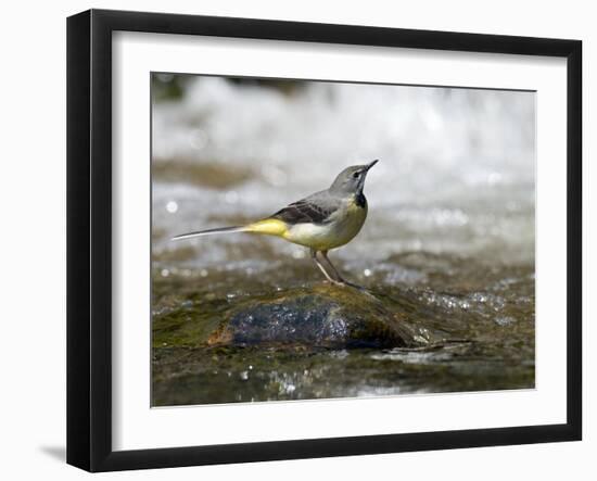 Grey Wagtail Female on Rock in Fast Flowing Upland Stream, Upper Teesdale, Co Durham, England, UK-Andy Sands-Framed Photographic Print