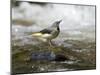 Grey Wagtail Female on Rock in Fast Flowing Upland Stream, Upper Teesdale, Co Durham, England, UK-Andy Sands-Mounted Photographic Print