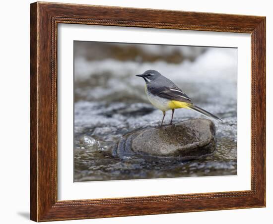 Grey Wagtail Male on Rock in Fast Flowing Upland Stream, Upper Teesdale, Co Durham, England, UK-Andy Sands-Framed Photographic Print