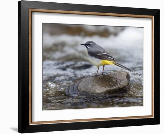 Grey Wagtail Male on Rock in Fast Flowing Upland Stream, Upper Teesdale, Co Durham, England, UK-Andy Sands-Framed Photographic Print