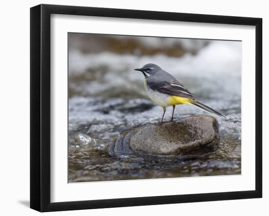 Grey Wagtail Male on Rock in Fast Flowing Upland Stream, Upper Teesdale, Co Durham, England, UK-Andy Sands-Framed Photographic Print