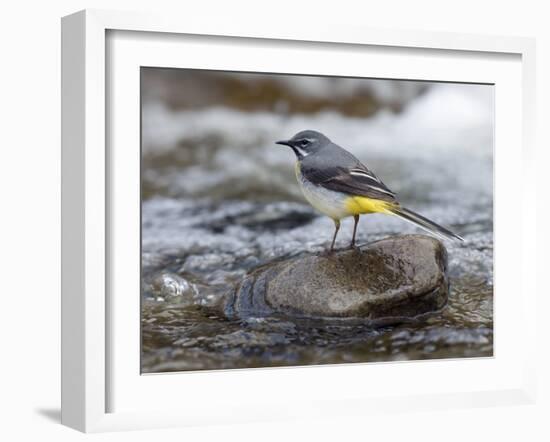 Grey Wagtail Male on Rock in Fast Flowing Upland Stream, Upper Teesdale, Co Durham, England, UK-Andy Sands-Framed Photographic Print