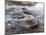 Grey Wagtail Male on Rock in Fast Flowing Upland Stream, Upper Teesdale, Co Durham, England, UK-Andy Sands-Mounted Photographic Print