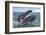 Grey whale at water surface showing baleen plates, Baja California, Mexico-Mark Carwardine-Framed Photographic Print