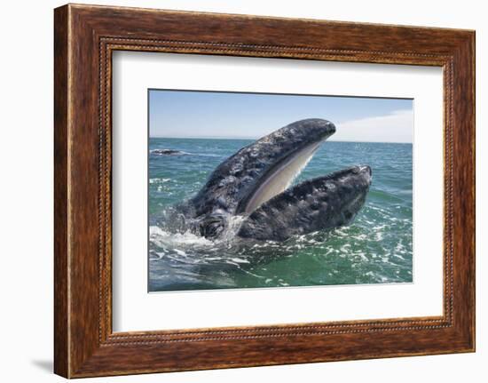 Grey whale at water surface showing baleen plates, Baja California, Mexico-Mark Carwardine-Framed Photographic Print