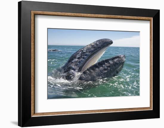 Grey whale at water surface showing baleen plates, Baja California, Mexico-Mark Carwardine-Framed Photographic Print