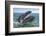Grey whale at water surface showing baleen plates, Baja California, Mexico-Mark Carwardine-Framed Photographic Print