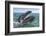 Grey whale at water surface showing baleen plates, Baja California, Mexico-Mark Carwardine-Framed Photographic Print