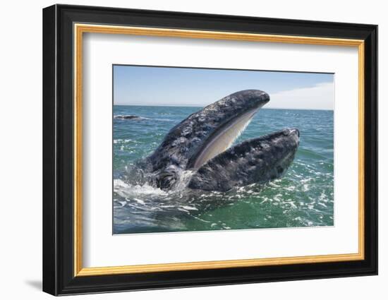 Grey whale at water surface showing baleen plates, Baja California, Mexico-Mark Carwardine-Framed Photographic Print