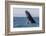 Grey whale breaching, Baja California, Mexico-Claudio Contreras-Framed Photographic Print