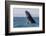 Grey whale breaching, Baja California, Mexico-Claudio Contreras-Framed Photographic Print