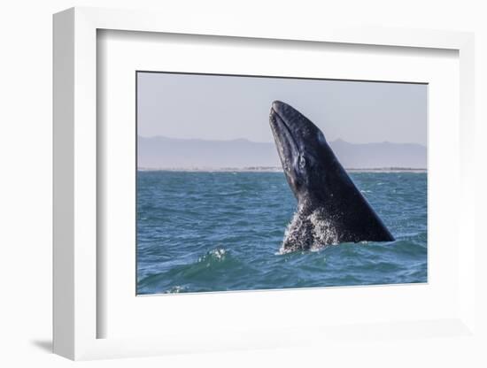 Grey whale breaching, Baja California, Mexico-Claudio Contreras-Framed Photographic Print
