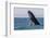 Grey whale breaching, Baja California, Mexico-Claudio Contreras-Framed Photographic Print