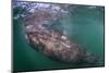 Grey whale calf, Baja California, Mexico-Claudio Contreras-Mounted Photographic Print